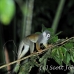 monkey_squirrel_common_la_h_1455_ecu3645.jpg